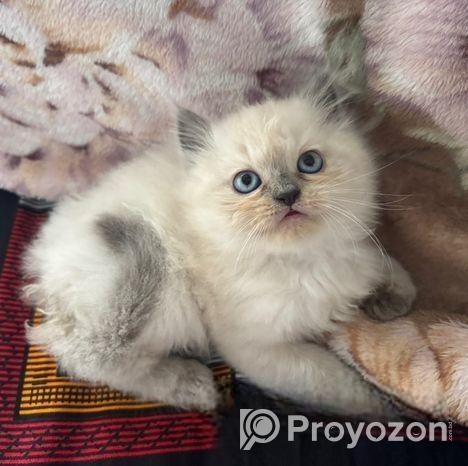 Persian Cat