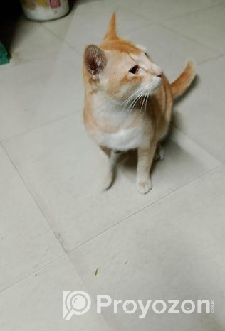 দেশি বিড়াল (মেইল)