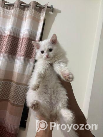 Persian Cat