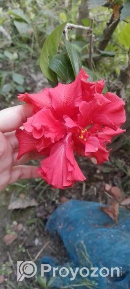 ফুল গাছ