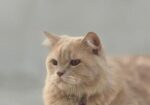 Triple Coat Long Wool Persian Cat Pair