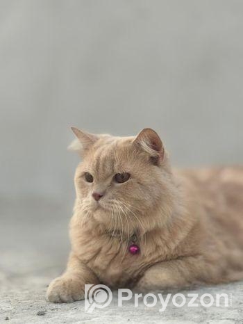 Triple Coat Long Wool Persian Cat Pair
