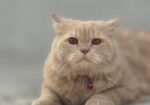 Triple Coat Long Wool Persian Cat Pair