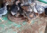বাচ্চাসহ দেশি মুরগি