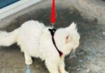 Purchian Cat Sell