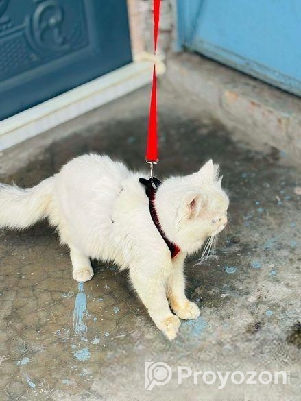 Purchian Cat Sell