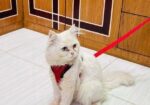 Purchian Cat Sell