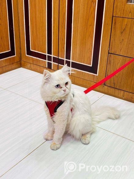 Purchian Cat Sell