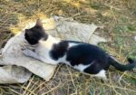 Cat for sale
