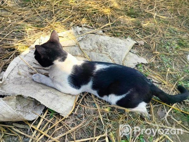 Cat for sale