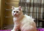 Traditional Persian Male Cat