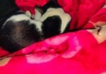 Cat for sale