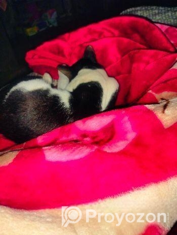 Cat for sale