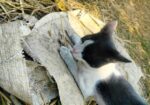 Cat for sale