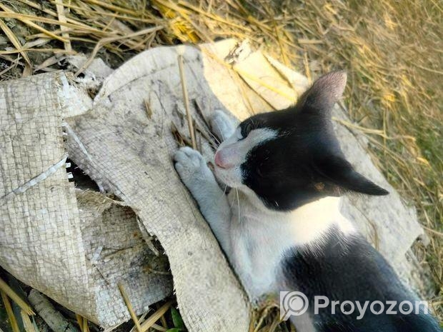 Cat for sale