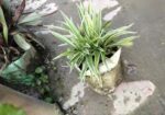 স্পাইডার প্লান্ট ।। সাথে টব