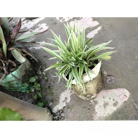 স্পাইডার প্লান্ট ।। সাথে টব