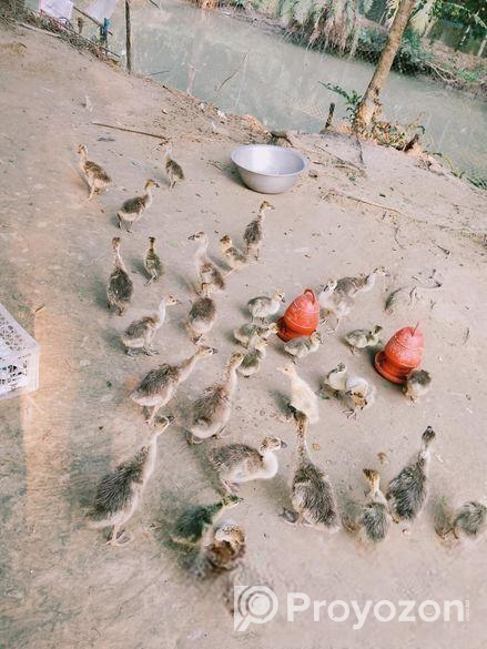 রাজা হাঁসের বাচ্চা