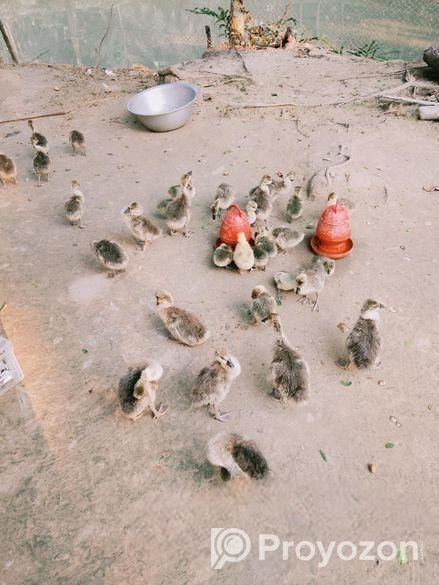 রাজা হাঁসের বাচ্চা