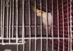 Full Raning Female Cocatel Sell Hoba