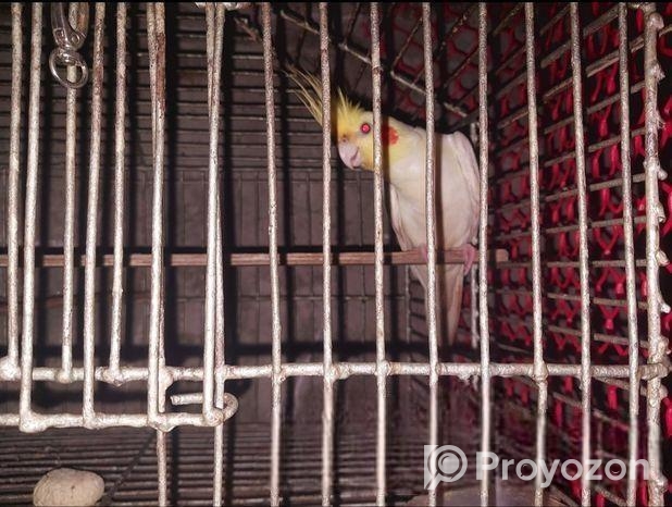 Full Raning Female Cocatel Sell Hoba