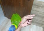 Super flying tame Rainbow Lorikeet