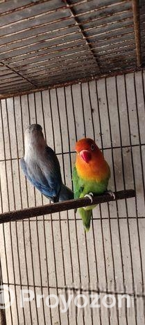 Love bird