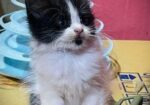 High quality mixed persian