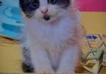 High quality mixed persian