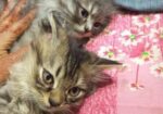 Persian Male Kitten