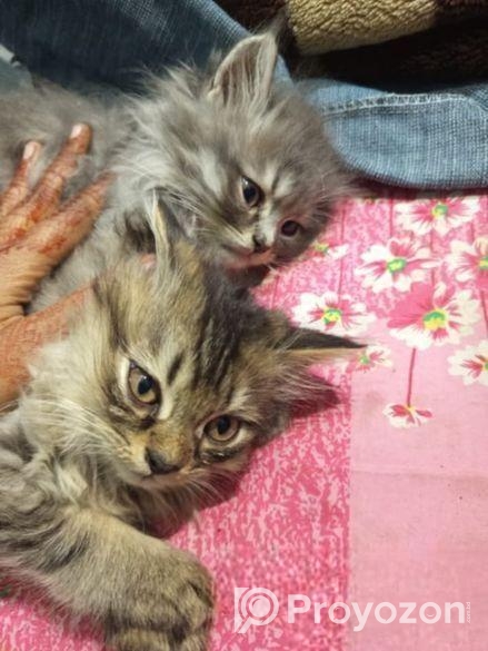 Persian Male Kitten