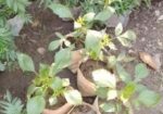 চন্দ্রমল্লিকা,ডালিয়া, ইত্যাদি গাছ সেল হবে