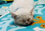 White Mix Breed Cat For Sell