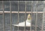 Full Raning Female Cocatel Sell Hoba