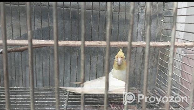 Full Raning Female Cocatel Sell Hoba