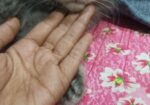 Persian Male Kitten