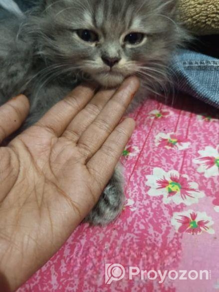 Persian Male Kitten