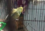 Running Female
