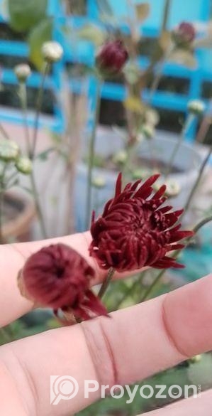 ফুল গাছ