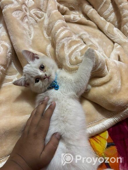 White Mix Breed Cat For Sell