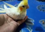 ককটেল টেম সাইজ বাচ্চা