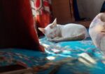 Cat For Adoption (Vaccine Korano)