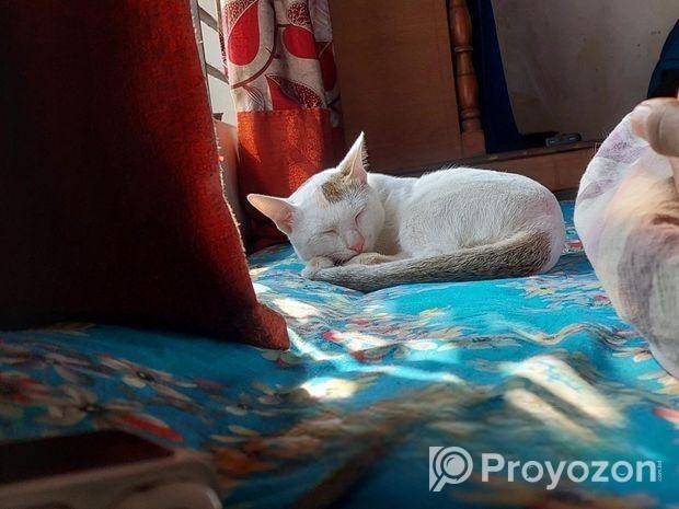 Cat For Adoption (Vaccine Korano)