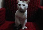 Cat For Adoption (Vaccine Korano)