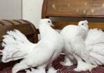 কিং সাইজের, বিদেশি লক্ষা কবুতর, (মাস্টার পেয়ার)।