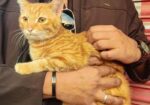 Mixed Breed Partient Cats (male)