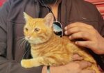 Mixed Breed Partient Cats (male)