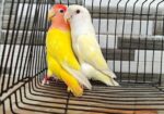 Love bird Breading pair With 3 Baby