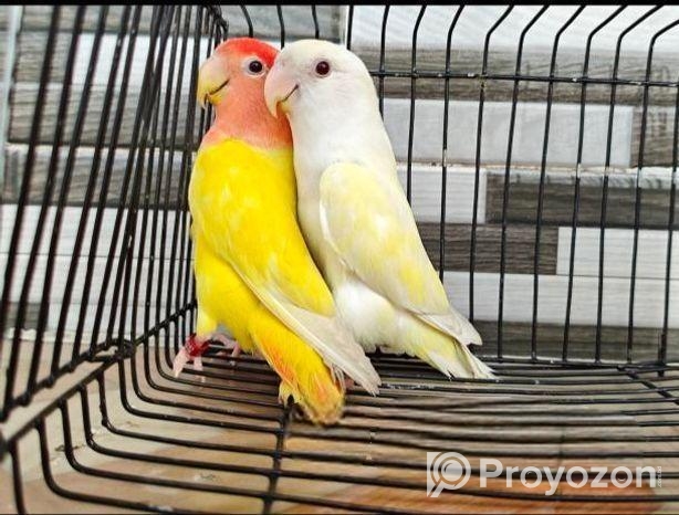 Love bird Breading pair With 3 Baby