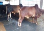 ৩টি এড়ে ষাঁড় বিক্রয় হবে ।(৭৭৪নং )